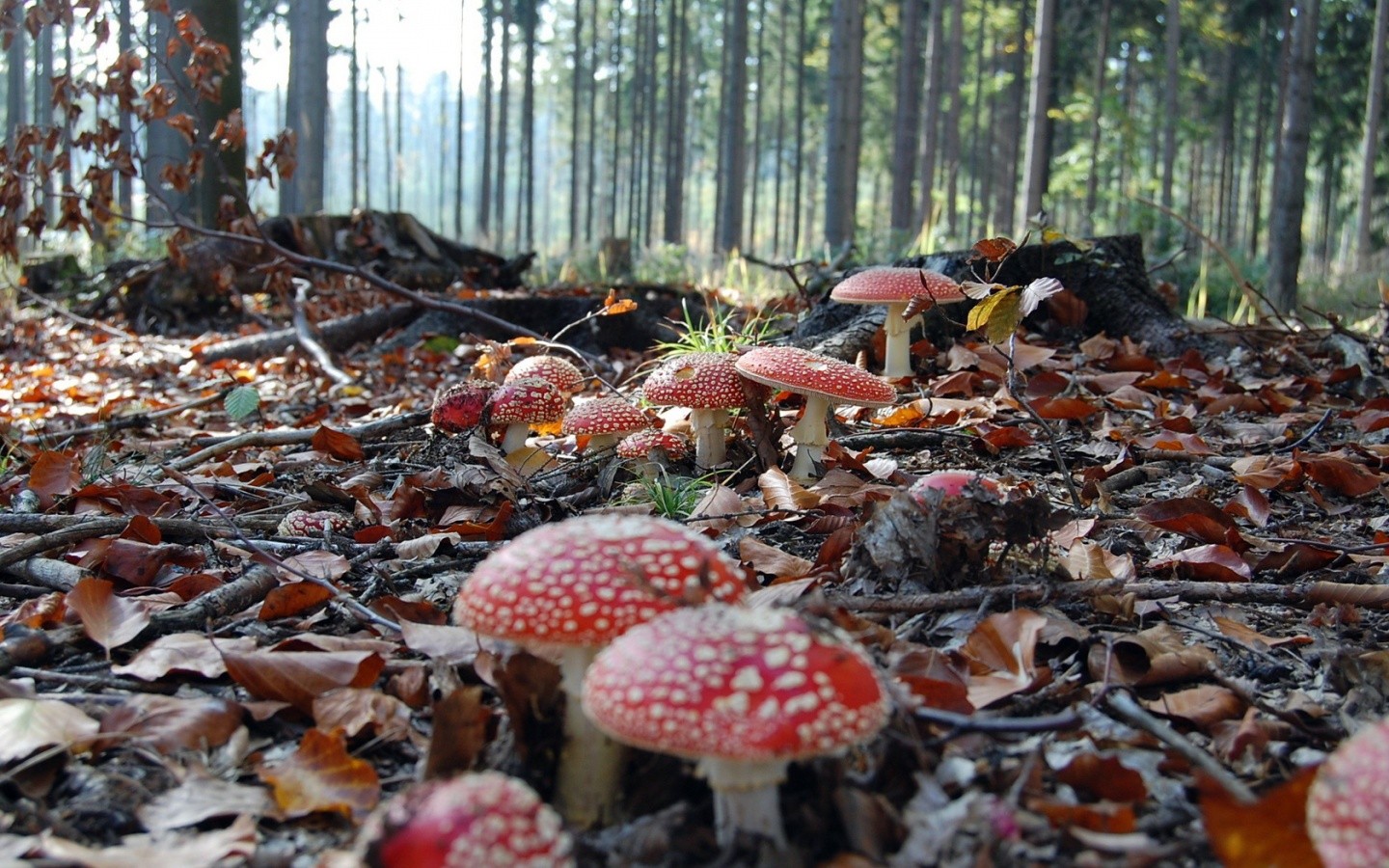 mushroom, Forest Wallpaper