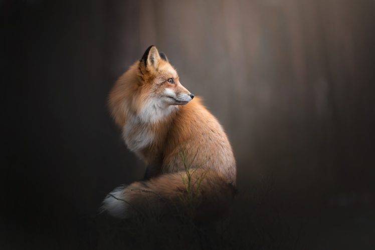 fox, Landscape, Animals HD Wallpaper Desktop Background