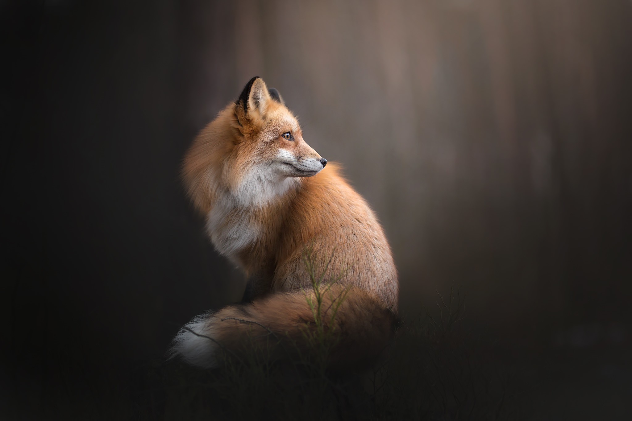 fox, Landscape, Animals Wallpaper