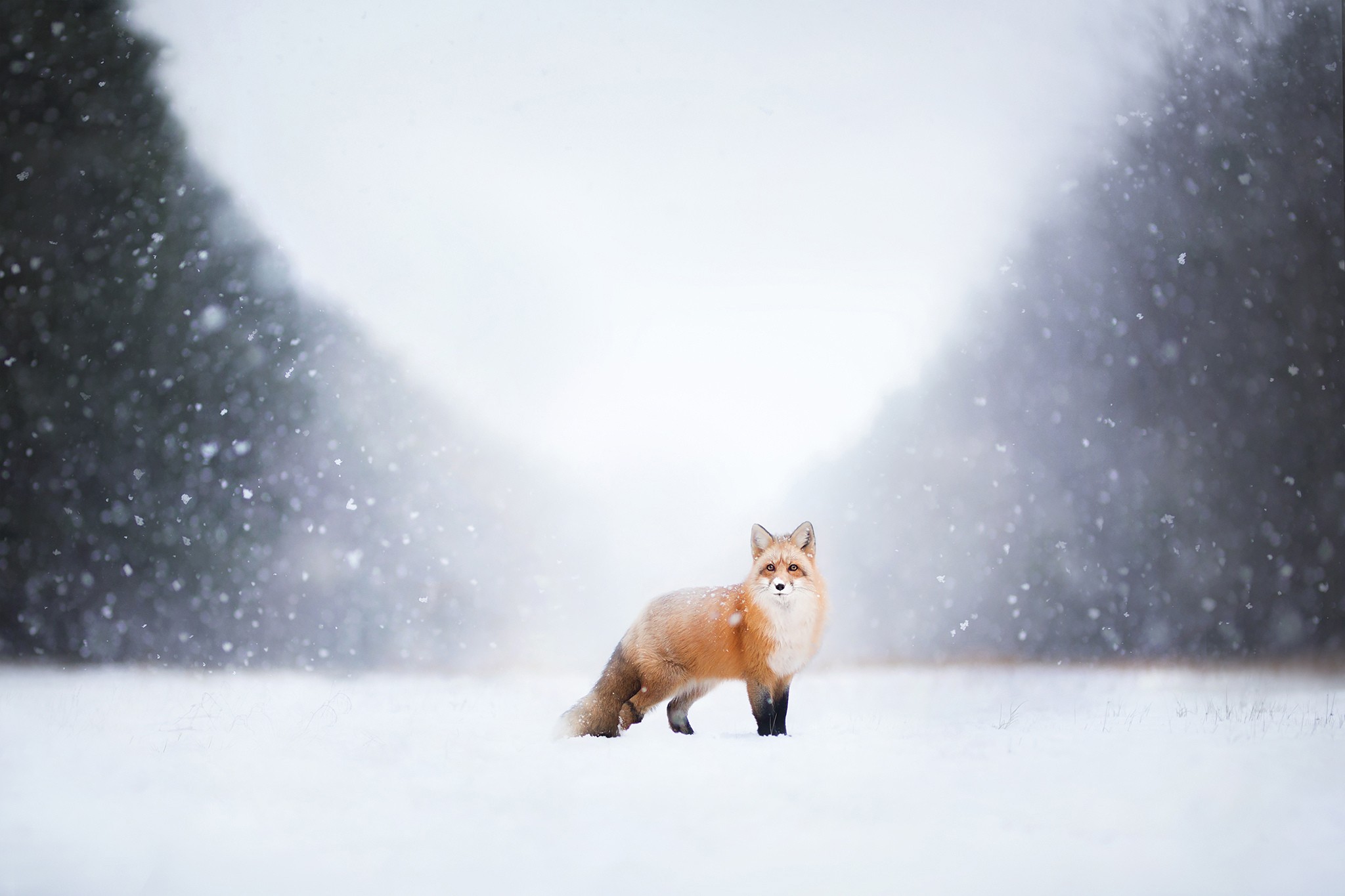 лиса природа животное снег зима скачать