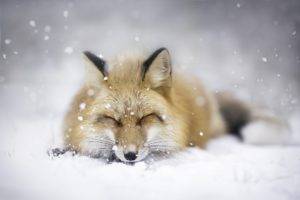 fox, Landscape, Animals