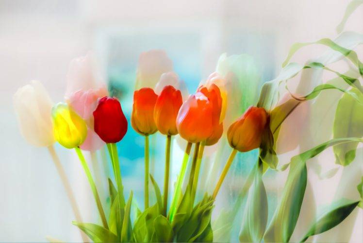 tulips, Flowers, Plants HD Wallpaper Desktop Background