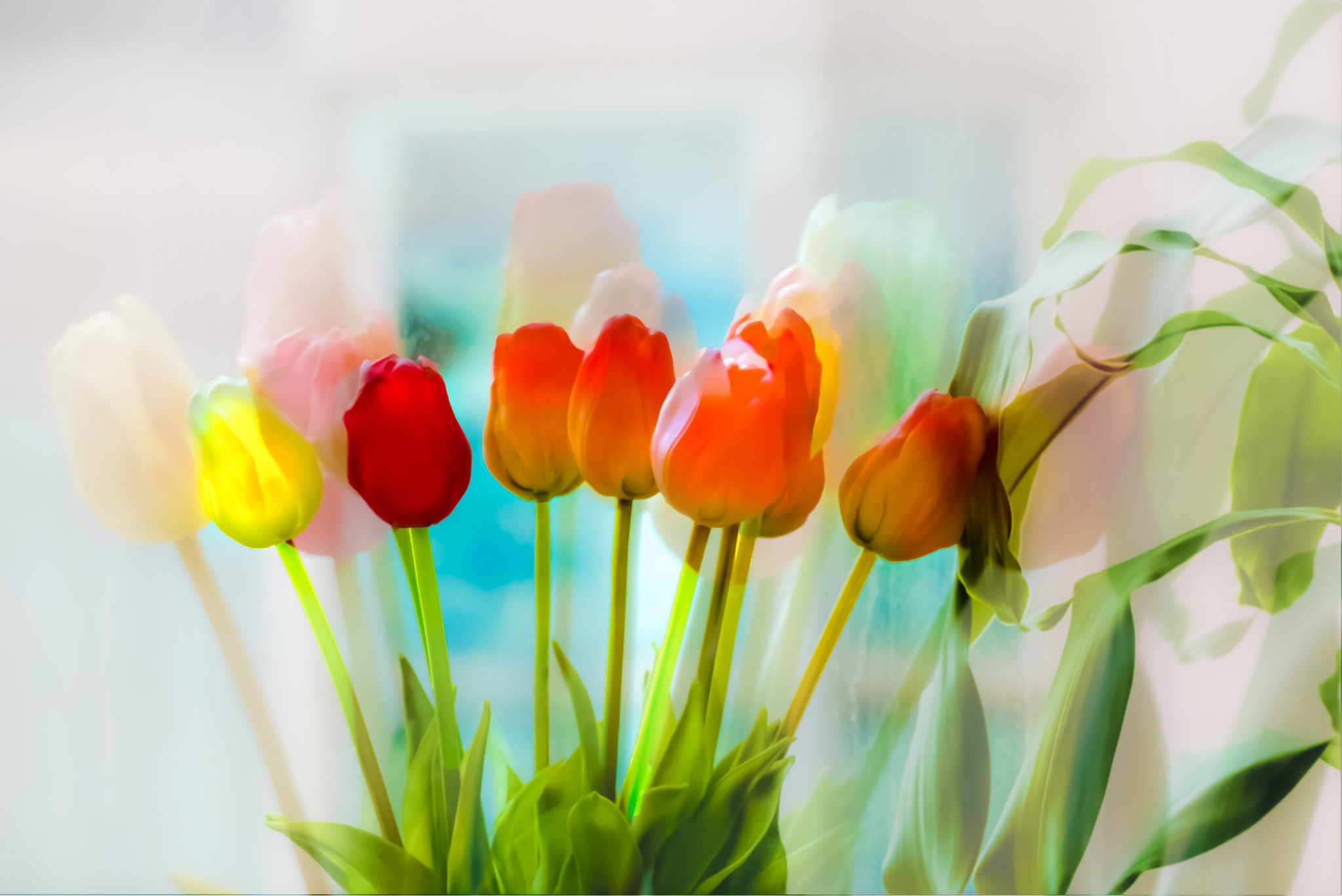 tulips, Flowers, Plants Wallpaper