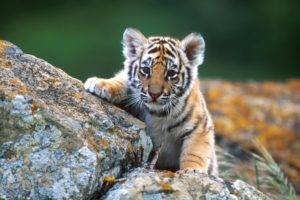 animals, Tiger, Cubs