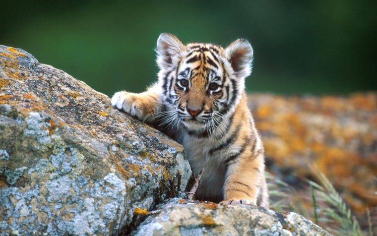 animals, Tiger, Cubs HD Wallpaper Desktop Background
