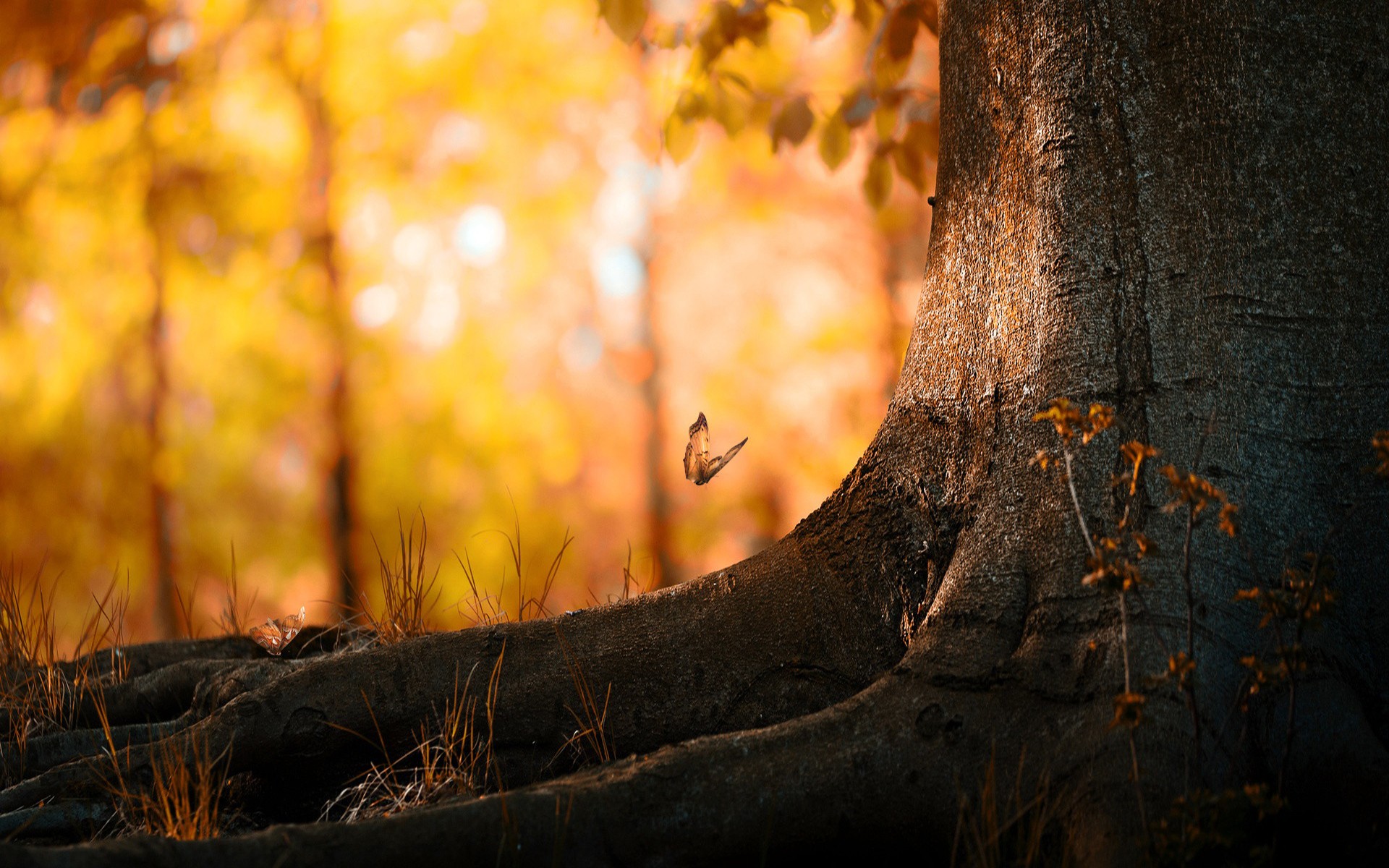 trees, Butterfly Wallpaper