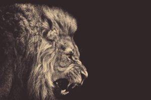 lion, Animals
