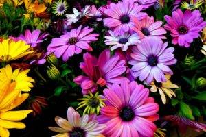nature, Flowers, Colorful, Pink, Yellow, Green