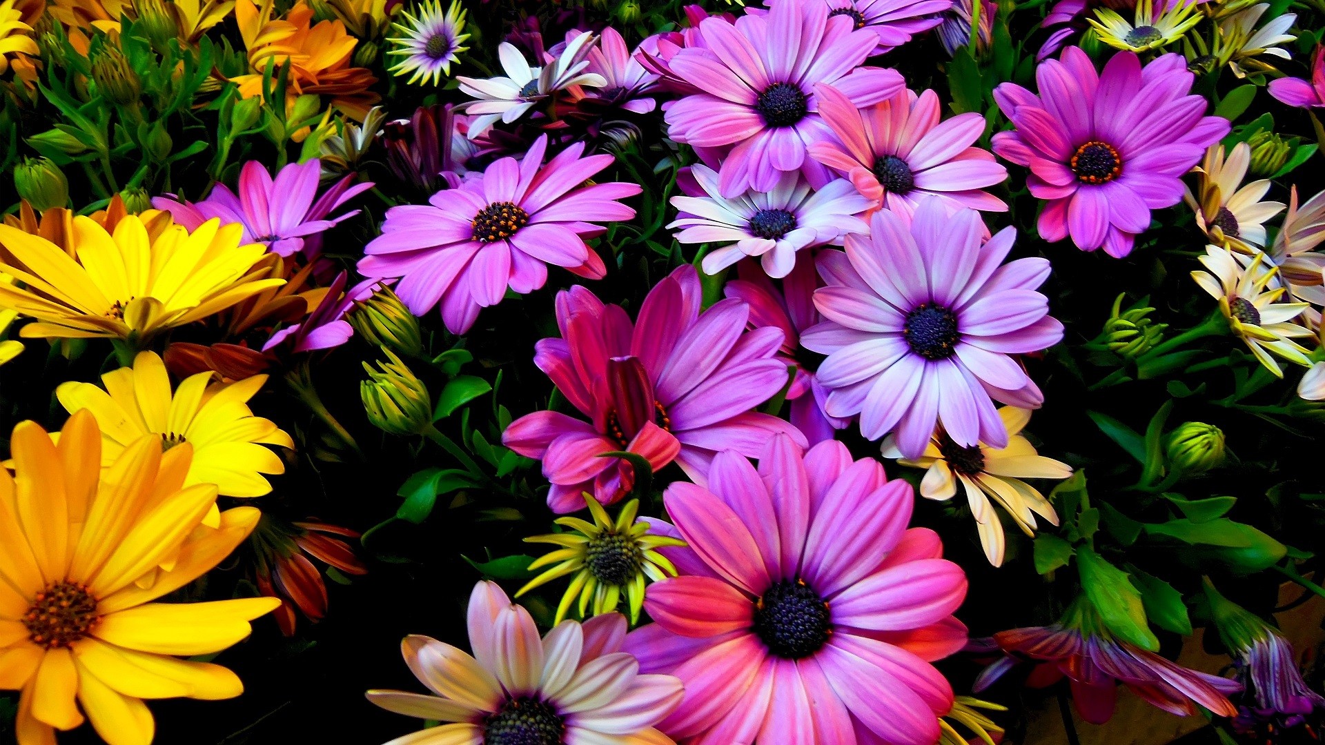 nature, Flowers, Colorful, Pink, Yellow, Green Wallpaper