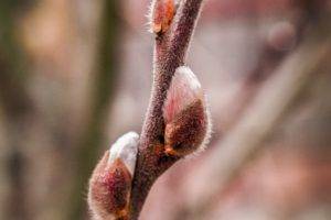 spring, Growth, Herbarium