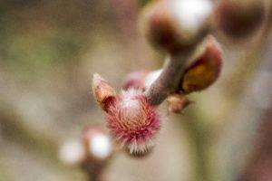 spring, Growth, Herbarium