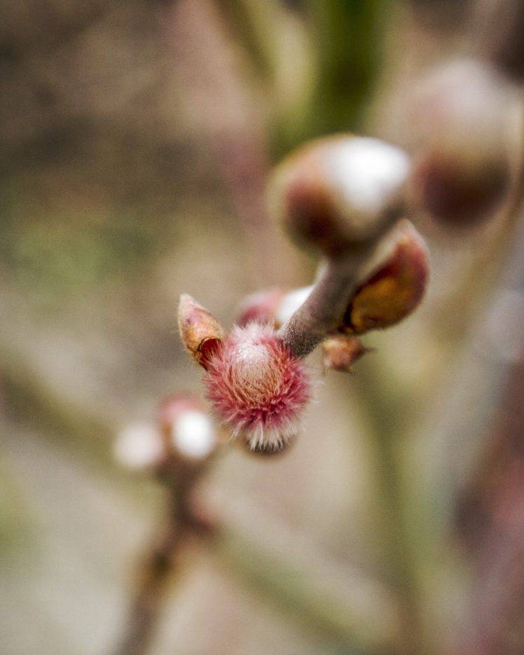 spring, Growth, Herbarium HD Wallpaper Desktop Background