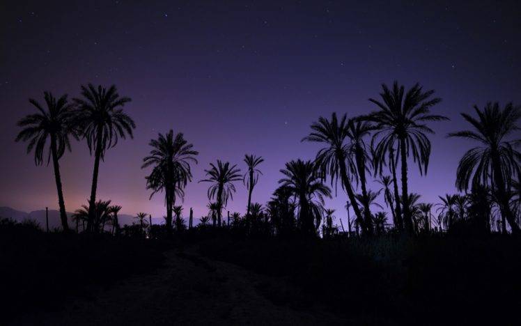 night, Palm trees HD Wallpaper Desktop Background