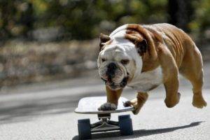 skateboard, Dog