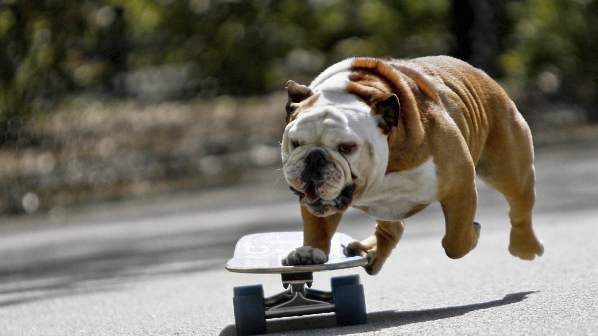 skateboard, Dog Wallpaper