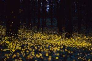 forest, Night, Lights