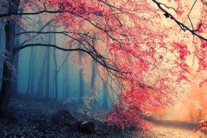 forest, Trees, Pink