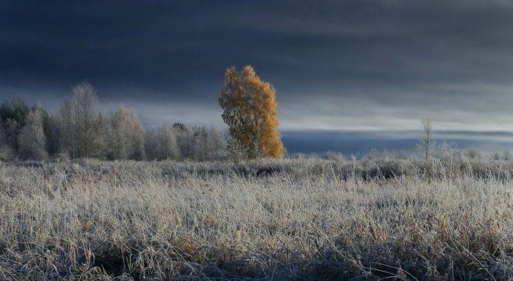 trees, Sky, Landscape, Winter, Cold, Nature HD Wallpaper Desktop Background