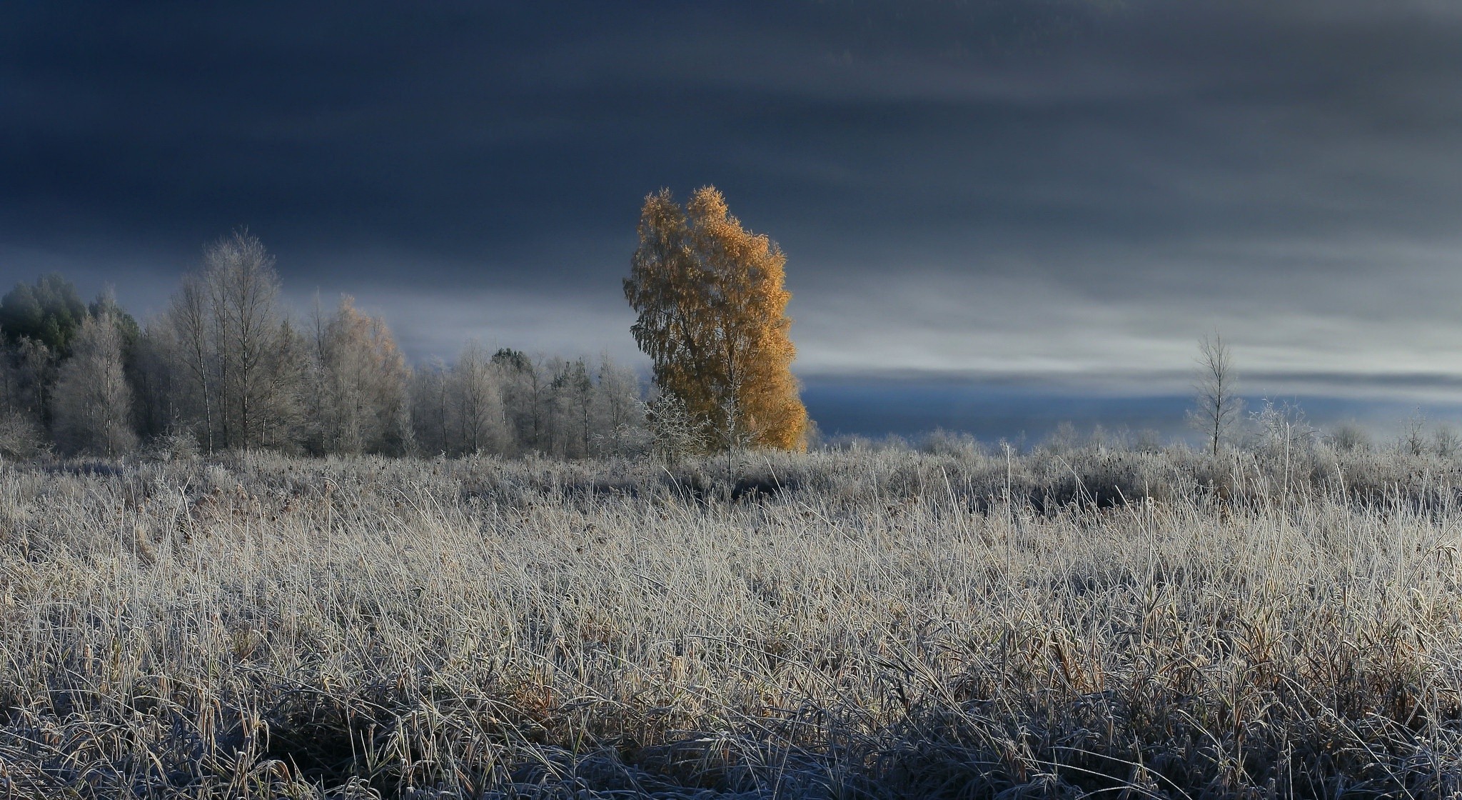 trees, Sky, Landscape, Winter, Cold, Nature Wallpaper