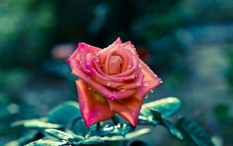 nature, Rose, Flowers, Water drops, Closeup HD Wallpaper Desktop Background