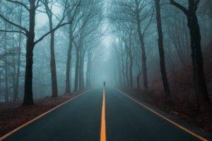 photographer, Road, Landscape, Forest, Trees, Mist