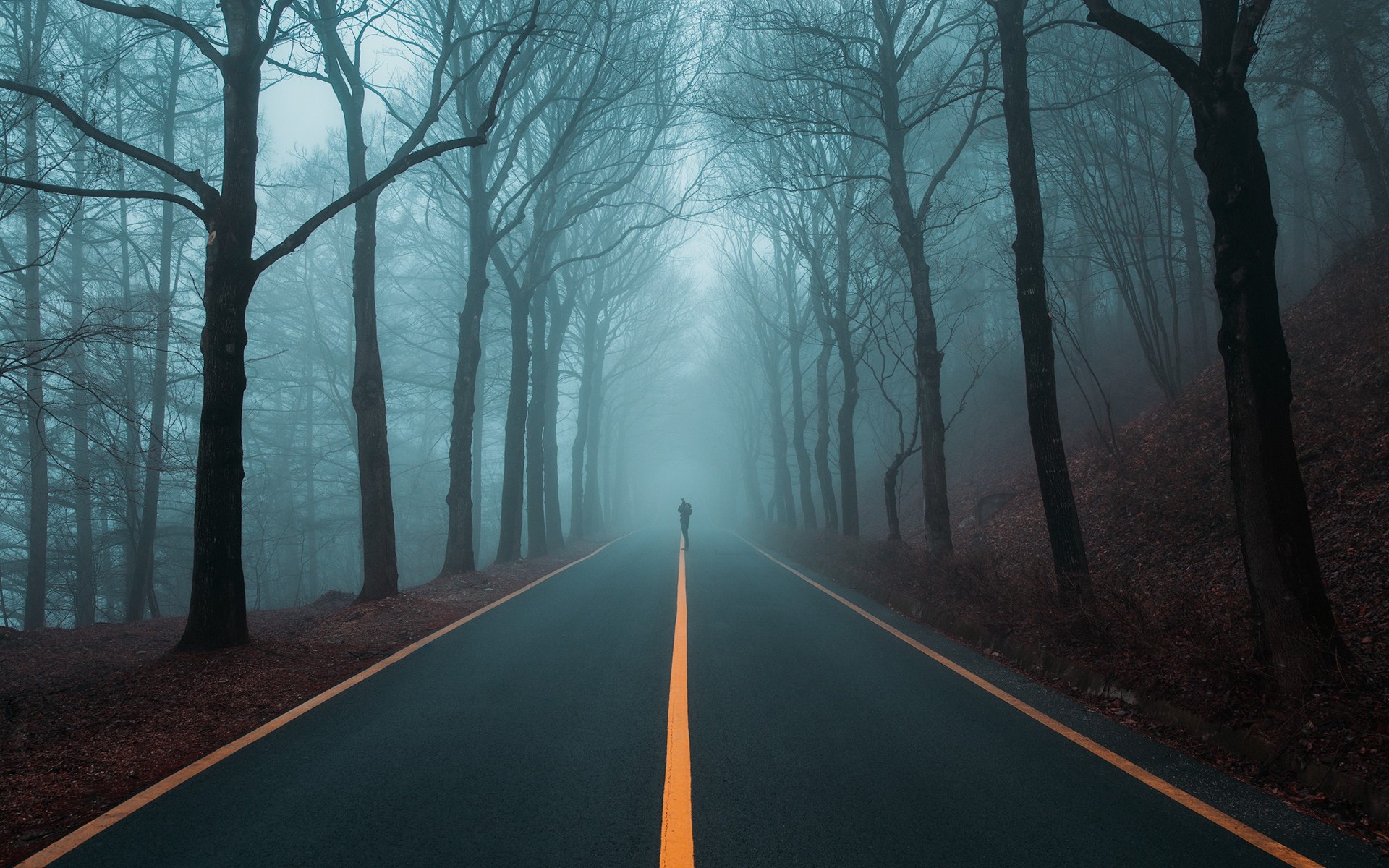 photographer, Road, Landscape, Forest, Trees, Mist Wallpaper