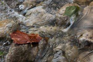 nature, Water, Leaves, Stones