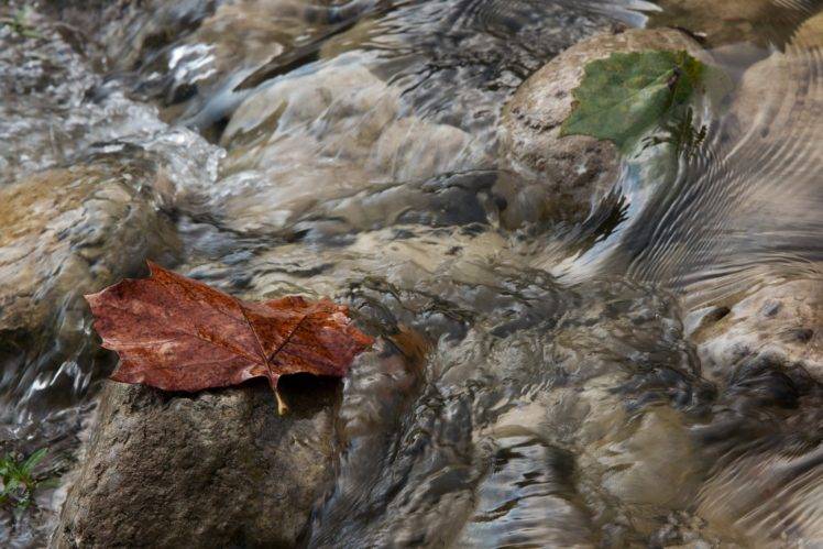 nature, Water, Leaves, Stones HD Wallpaper Desktop Background