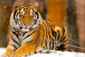 animals, Tiger, Snow, Sleeping, Nature