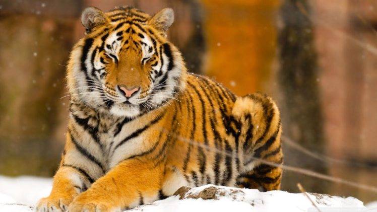 animals, Tiger, Snow, Sleeping, Nature HD Wallpaper Desktop Background