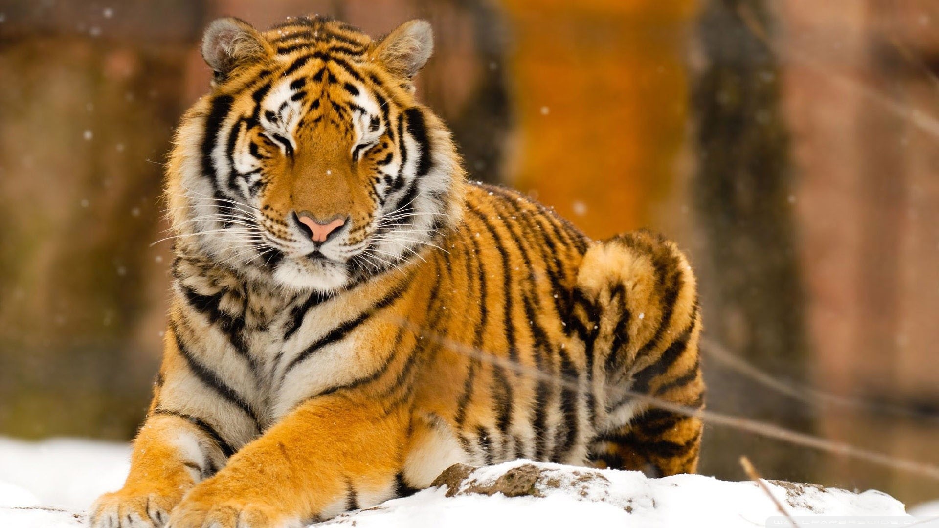 animals, Tiger, Snow, Sleeping, Nature Wallpaper