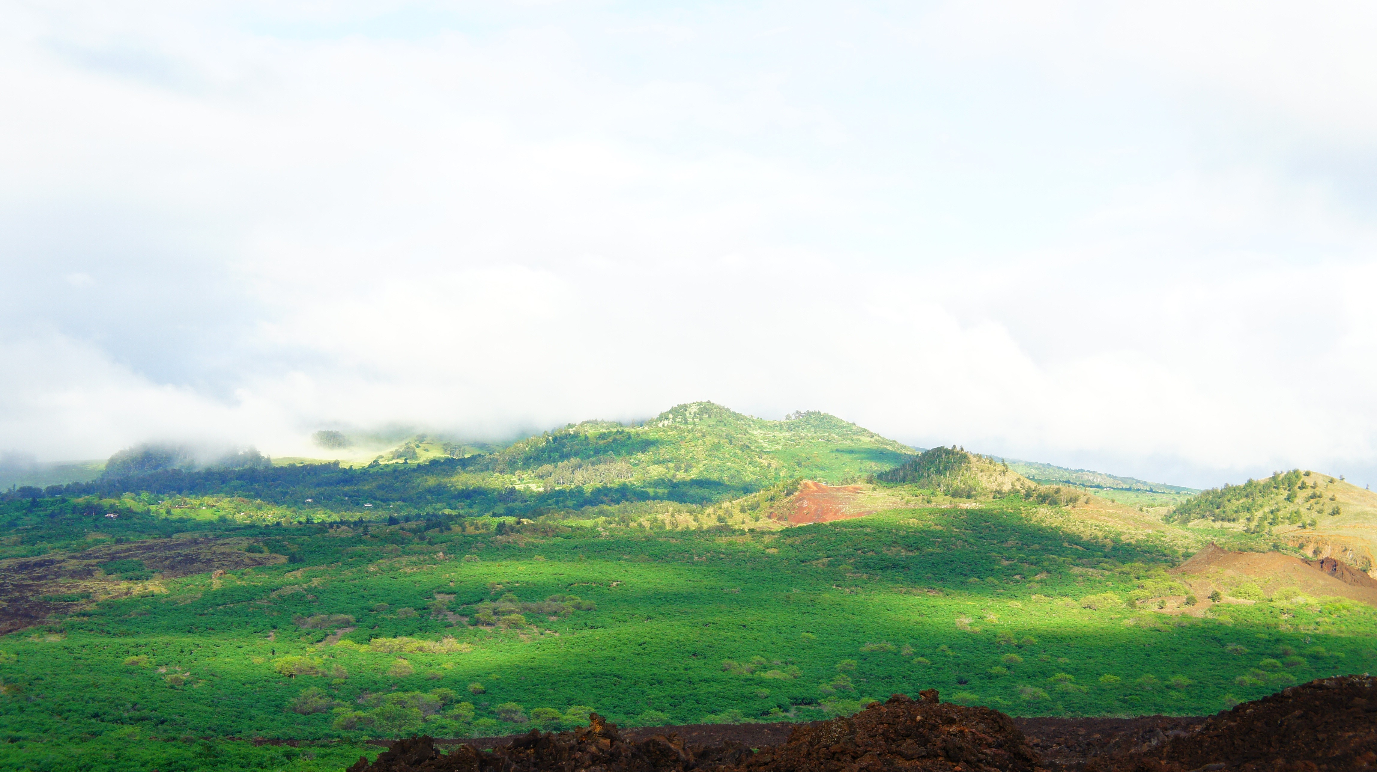 Hawaii, Maui, Tropical forest, Tropics, Palm trees, Beach Wallpaper