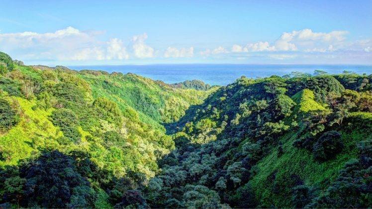 tropical water, Tropical forest, Hawaii, Isle of Maui, Maui, Palm trees, Beach, Waterfall HD Wallpaper Desktop Background