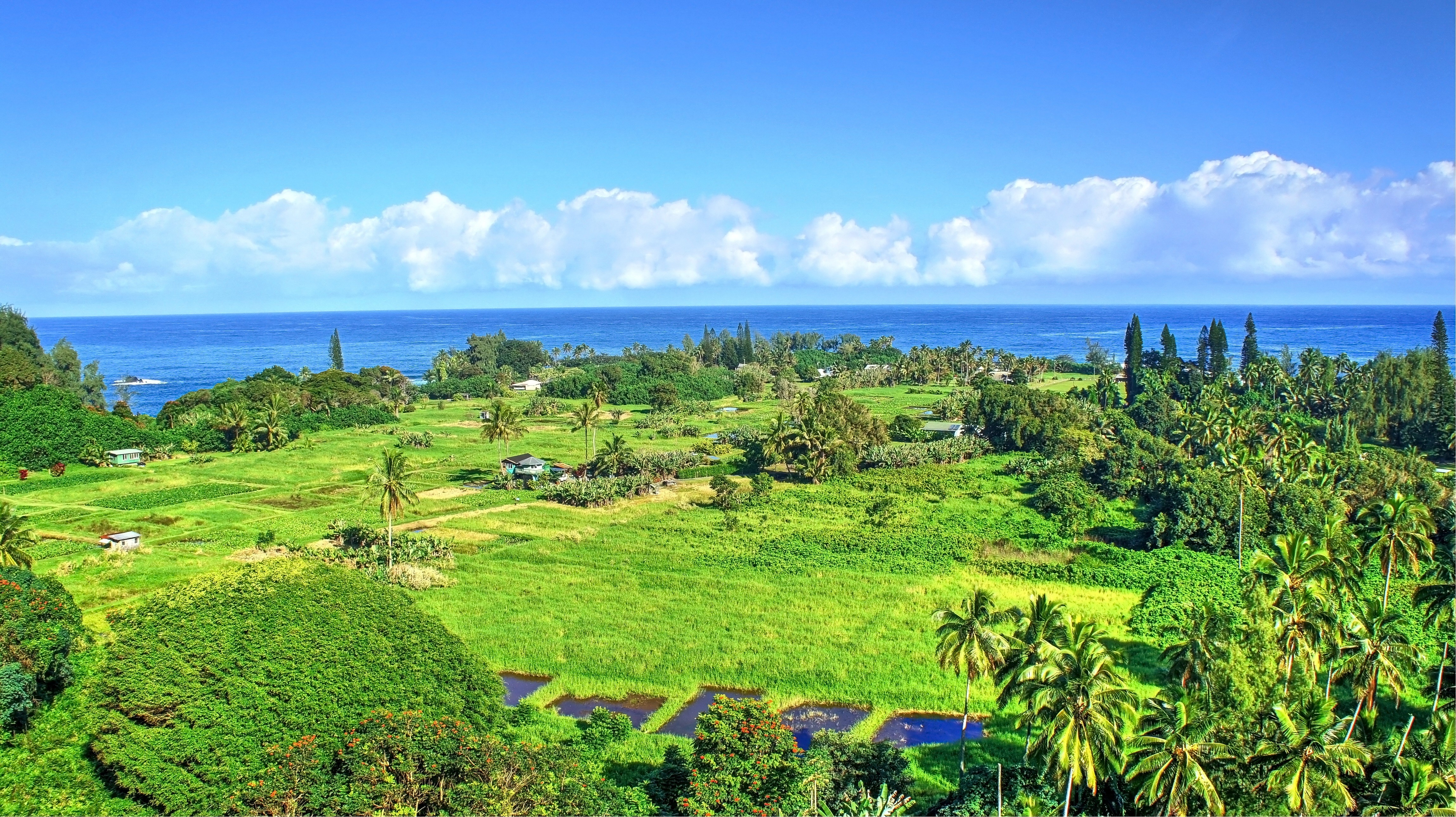 tropical water, Tropical forest, Hawaii, Isle of Maui, Maui, Palm trees, Beach, Waterfall Wallpaper