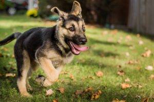 baby, Puppies, German Shepherd, Dog, Pet, Grass, Leaves, Running