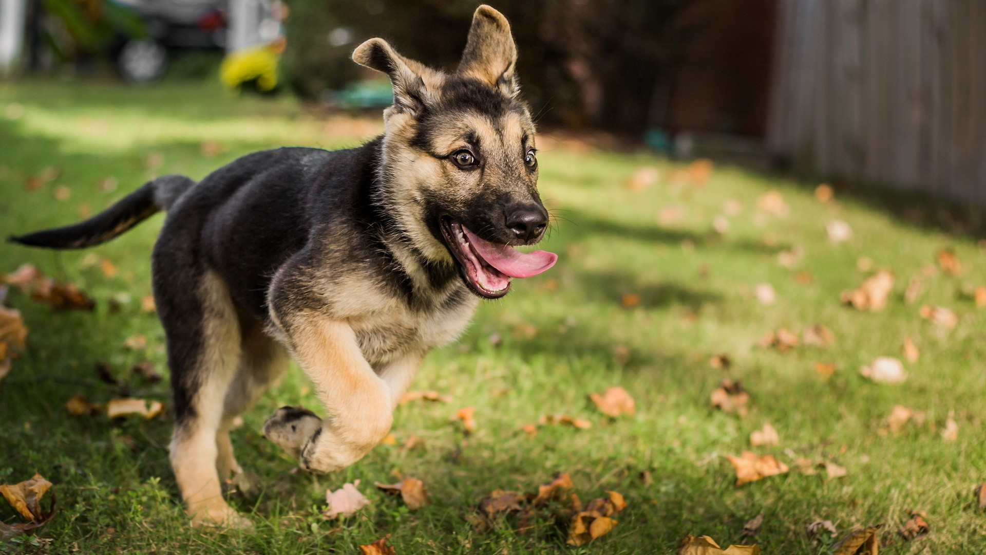 baby, Puppies, German Shepherd, Dog, Pet, Grass, Leaves, Running Wallpaper