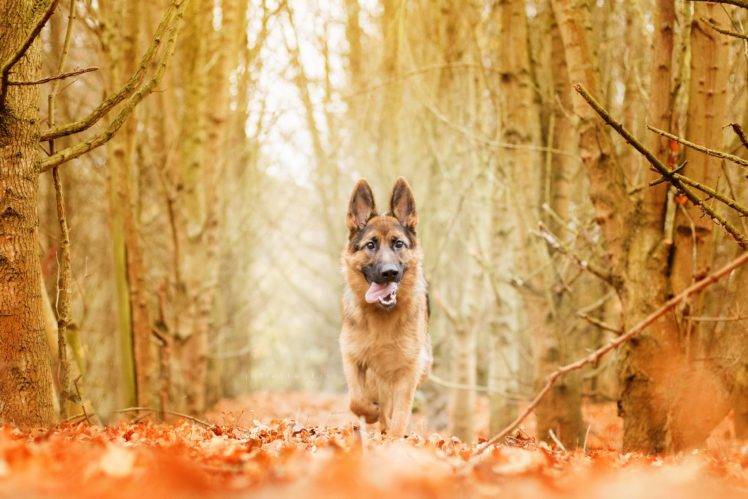 nature, Forest, Dog, Animals HD Wallpaper Desktop Background