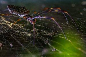 spider, Spiderwebs
