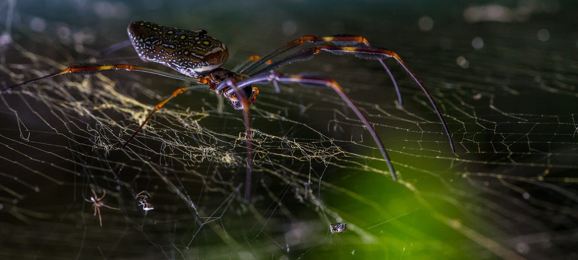 spider, Spiderwebs Wallpaper