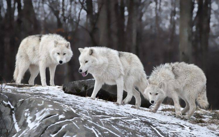 wolf, Nature, Wildlife HD Wallpaper Desktop Background