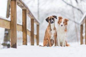 winter, Outdoors, Snow, Animals, Dog, Bridge