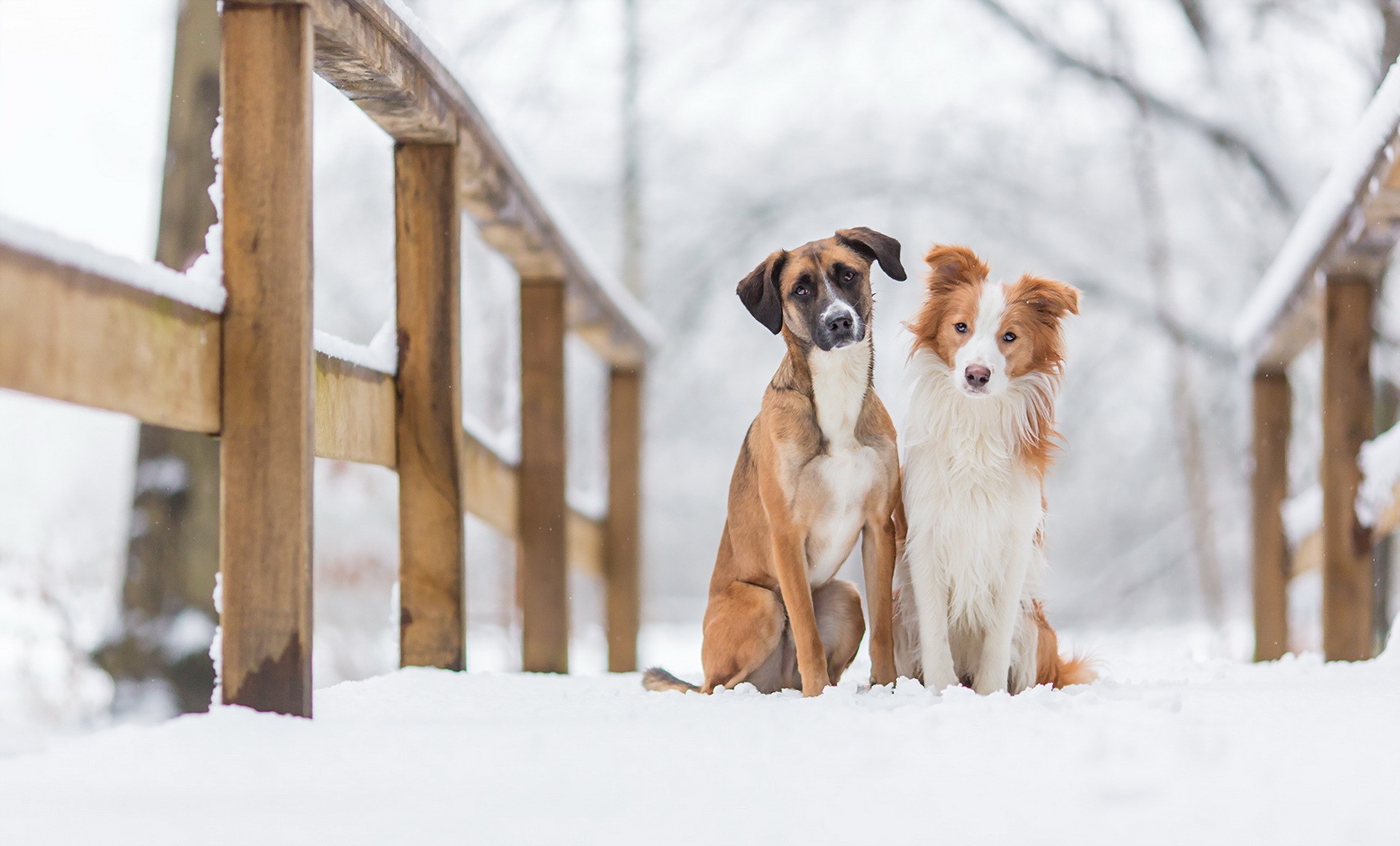 winter, Outdoors, Snow, Animals, Dog, Bridge Wallpaper
