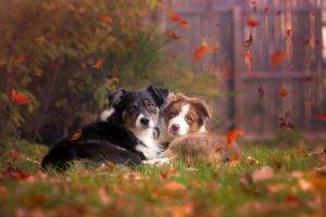 animals, Fall, Leaves, Dog, Outdoors, Grass