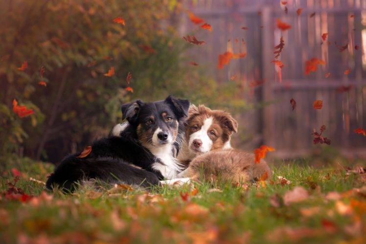 animals, Fall, Leaves, Dog, Outdoors, Grass HD Wallpaper Desktop Background