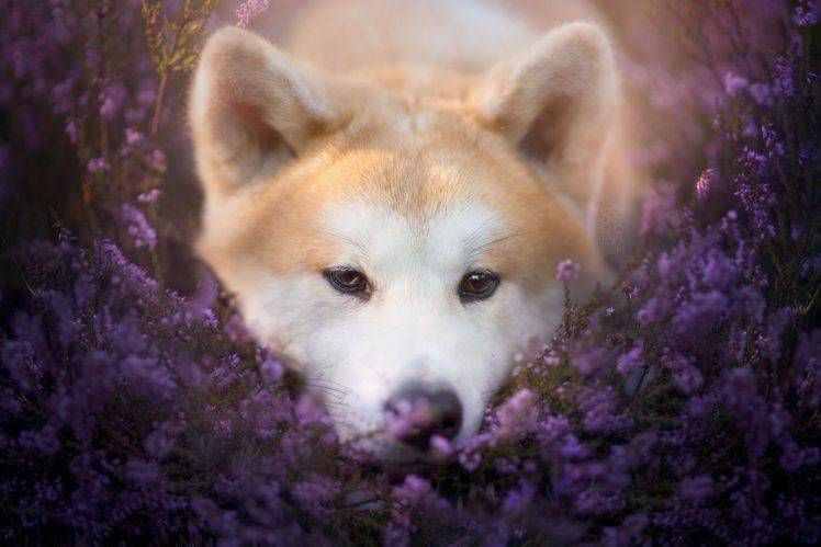 plants, Flowers, Dog, Animals, Purple flowers HD Wallpaper Desktop Background