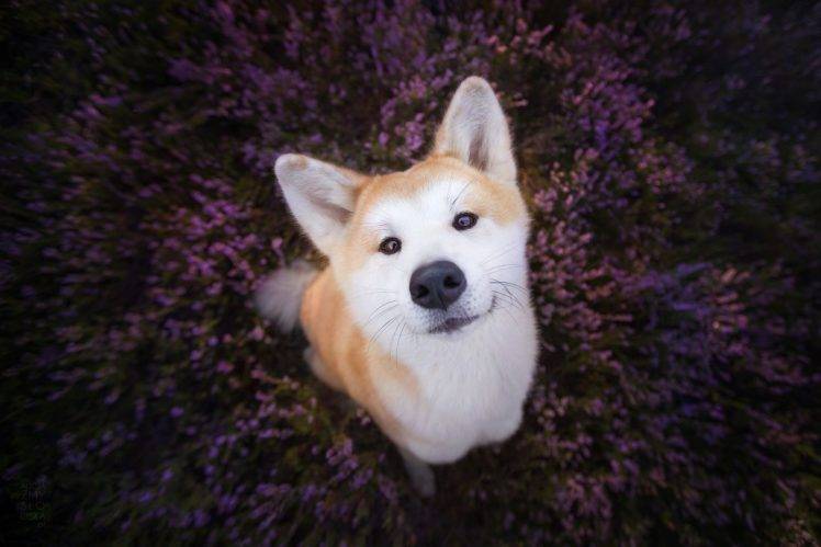 face, Animals, Flowers, Plants, Dog, Purple flowers HD Wallpaper Desktop Background