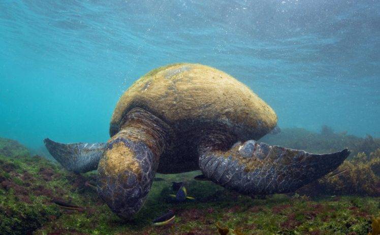 animals, Sea, Turtle, Underwater, Islas galapagos HD Wallpaper Desktop Background