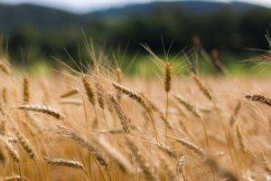 wheat, Nature, Plants