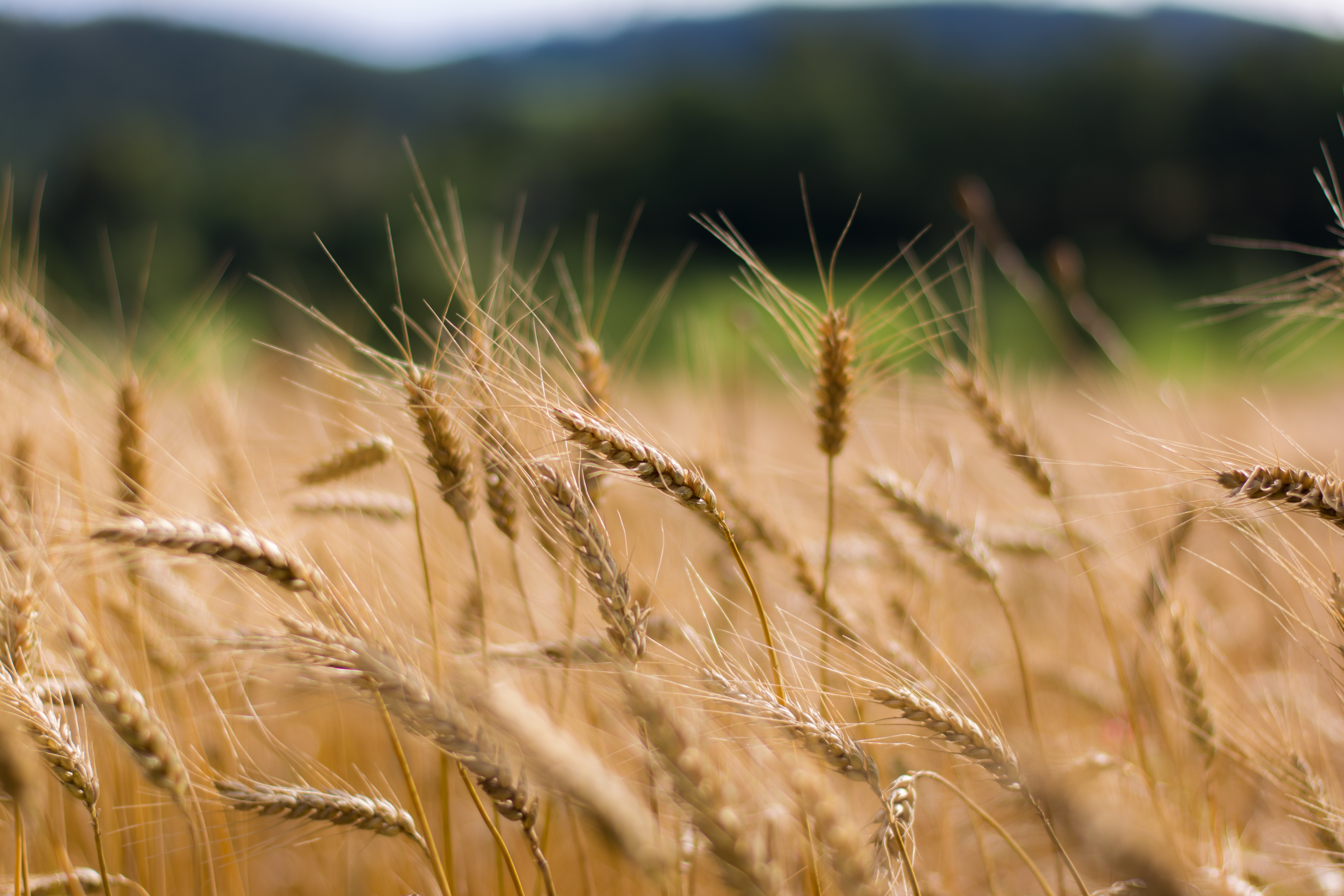 wheat, Nature, Plants Wallpaper