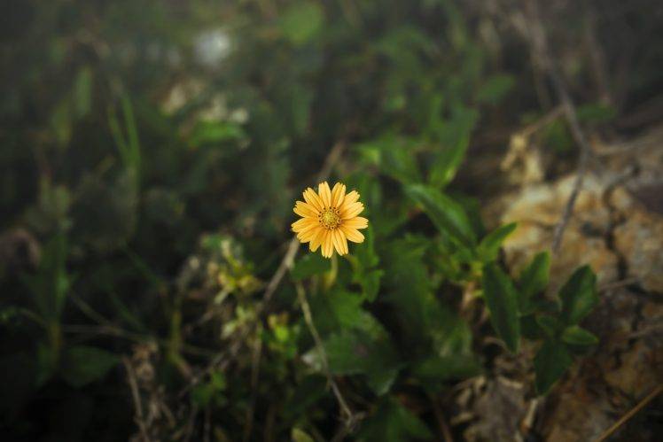 yellow flowers, Grass, Blurred, Nature HD Wallpaper Desktop Background